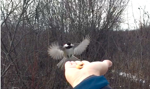 Chickadee at Beaver Cree, SK